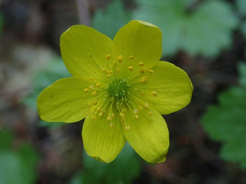 Anemonastrum richardsonii, photographed by F Quiec