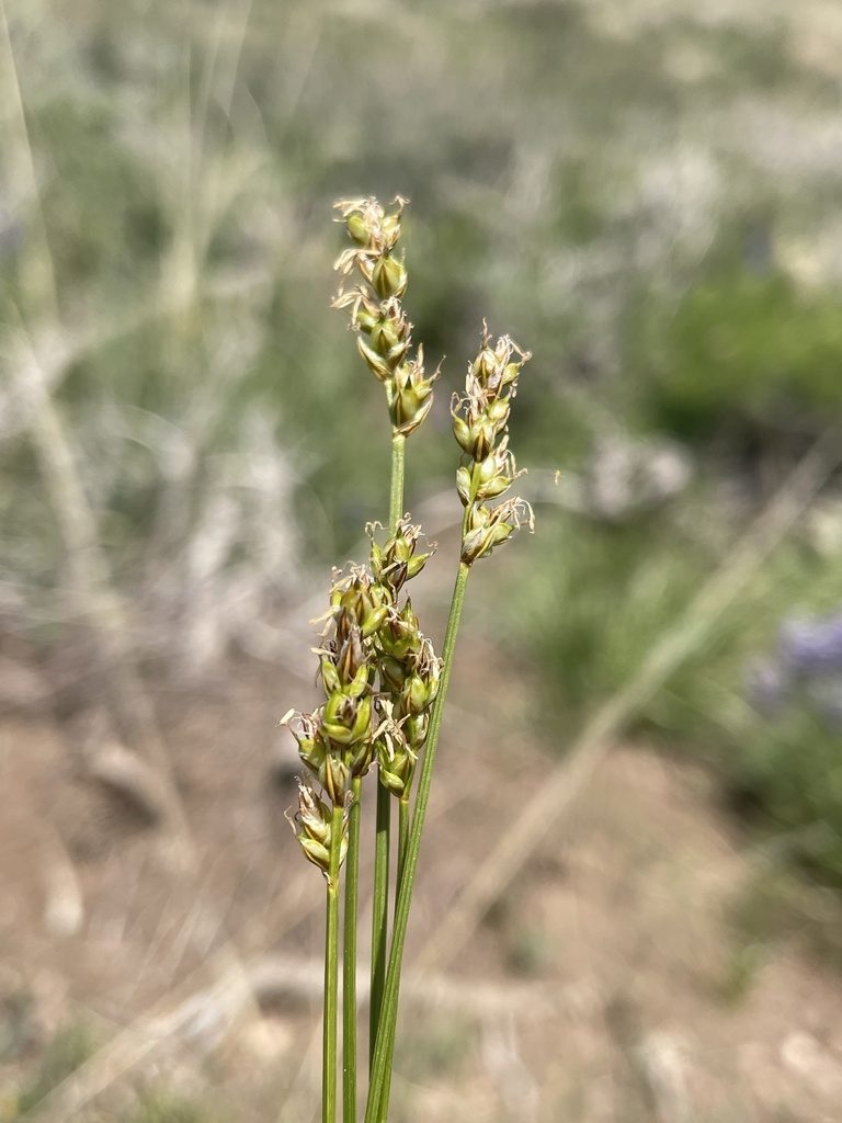 Carex vallicola, photographed by Matt Berger