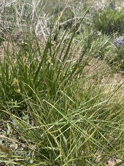 Carex vallicola, photographed by Matt Berger