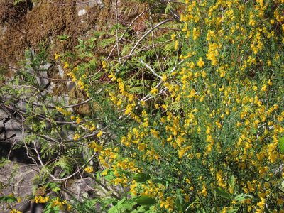 Cytisus scoparius, photographed by Erin Springinotic