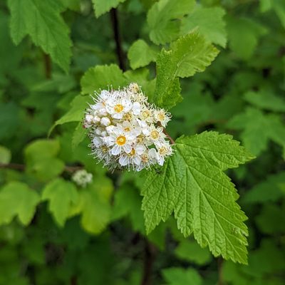 Physocarpus capitatus, photographed by Dominic Gentilcore