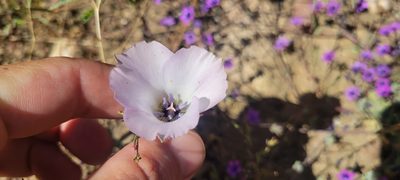 Calochortus invenustus, photographed by Amthinkia