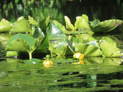 Nuphar polysepala, photographed by Erin Springinotic