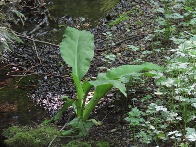 Lysichiton americanus, photographed by Erin Springinotic