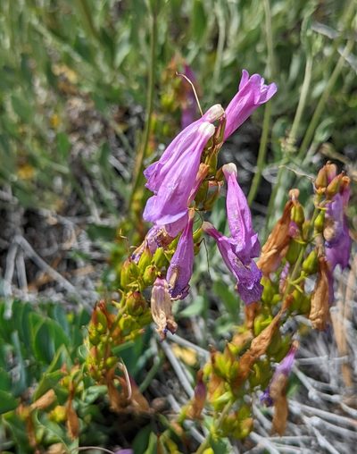 Penstemon barrettiae, photographed by Dominic Gentilcore