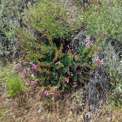 Penstemon barrettiae, photographed by Dominic Gentilcore