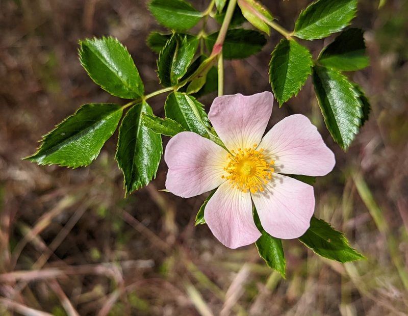 Rosa rubiginosa, photographed by Dominic Gentilcore
