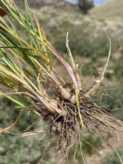 Melica bulbosa, photographed by Matt Berger