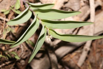 Maianthemum stellatum, photographed by Laura Gaudette