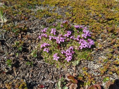 Silene acaulis, photographed by Erin McKittrick
