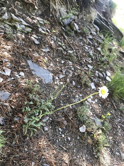 Leucanthemum adustum, photographed by Chiara Catalano