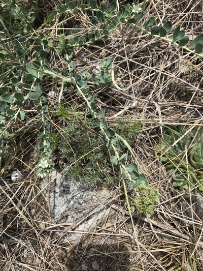 Telephium imperati, photographed by Chiara Catalano