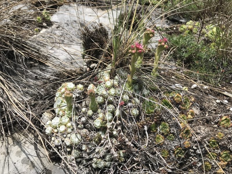 Sempervivum arachnoideum, photographed by Chiara Catalano