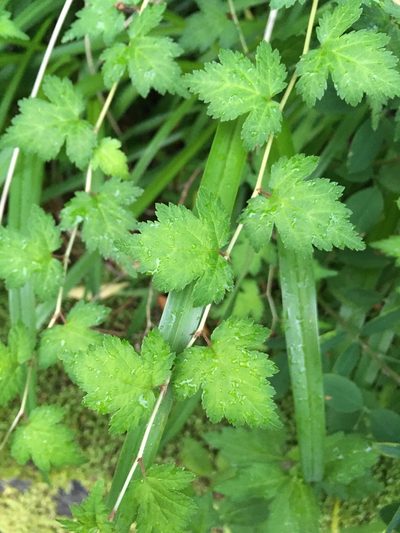 Neillia incisa, photographed by Luka S. (someplant)