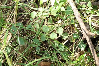 Lantana montevidensis, photographed by Greg Tasney