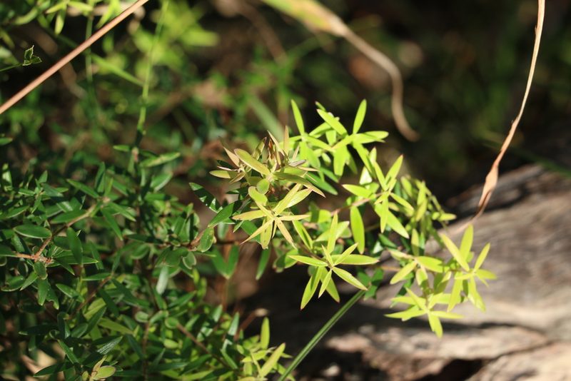 Acrotriche aggregata, photographed by Greg Tasney