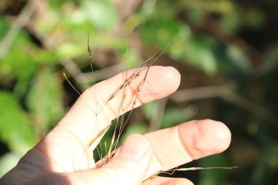 Chrysopogon sylvaticus, photographed by Greg Tasney