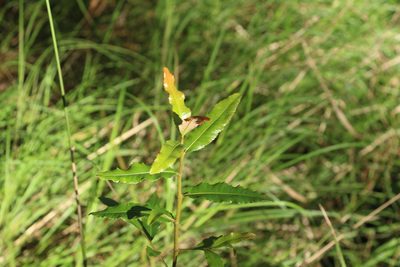 Ochna serrulata, photographed by Greg Tasney