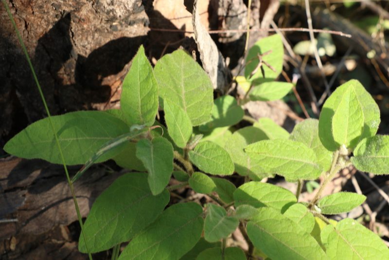 Solanum densevestitum, photographed by Greg Tasney