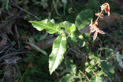 Alectryon tomentosus, photographed by Greg Tasney