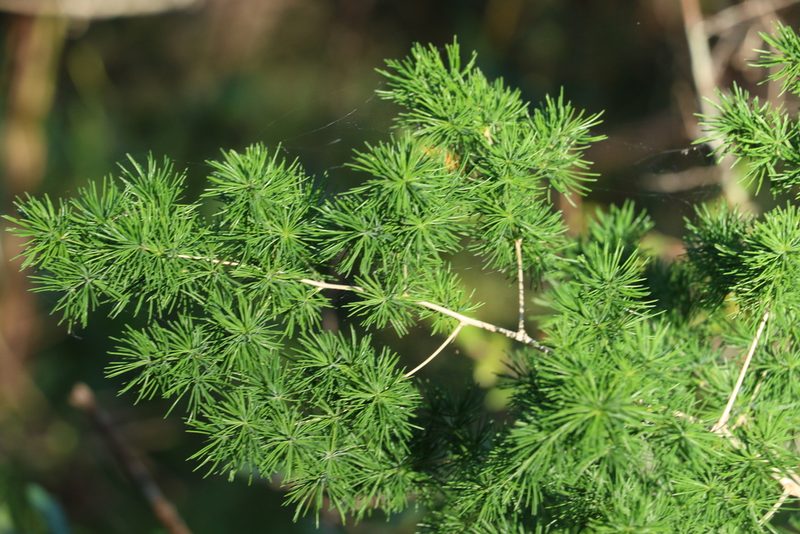 Asparagus macowanii, photographed by Greg Tasney