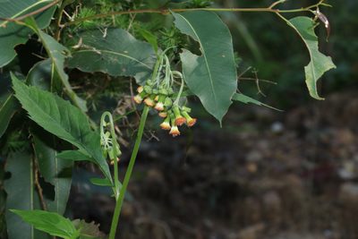 Crassocephalum crepidioides, photographed by Greg Tasney