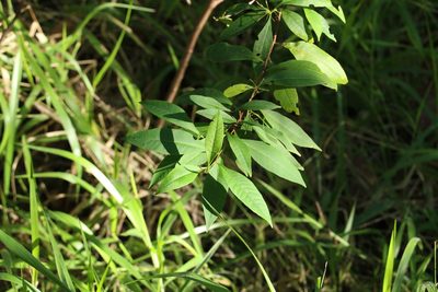 Dodonaea triquetra, photographed by Greg Tasney