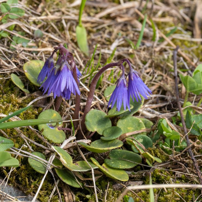 Soldanella carpatica, photographed by Piotr Lukasik