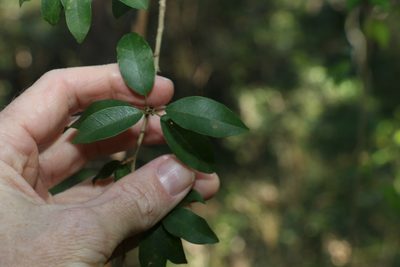 Maclura cochinchinensis, photographed by Greg Tasney