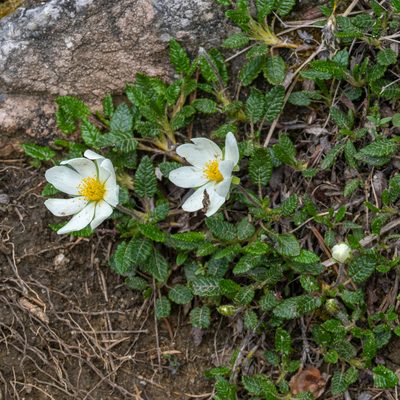 Dryas octopetala