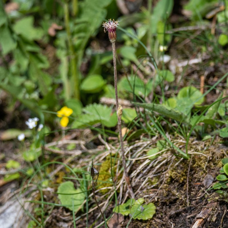 Homogyne alpina, photographed by Piotr Lukasik