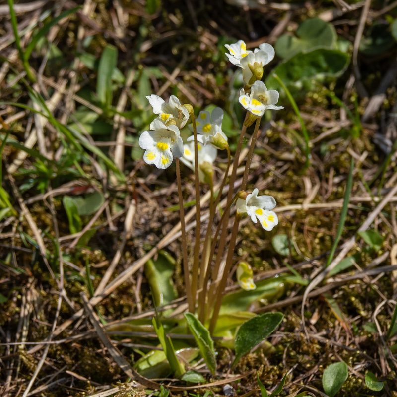 Pinguicula alpina, photographed by Piotr Lukasik