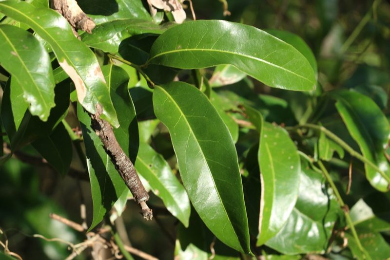 Cryptocarya microneura, photographed by Greg Tasney