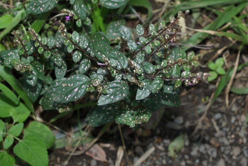 Hypoestes phyllostachya, photographed by Greg Tasney