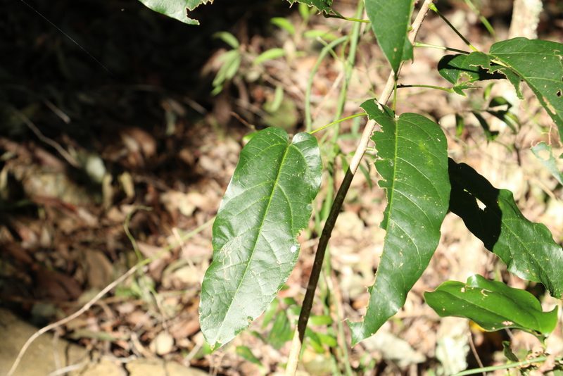 Sterculia quadrifida, photographed by Greg Tasney