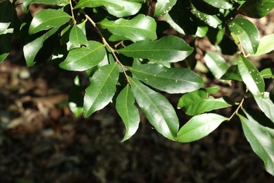 Elaeocarpus obovatus, photographed by Greg Tasney