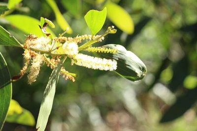 Acacia leiocalyx, photographed by Greg Tasney
