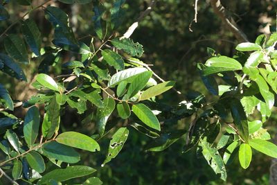 Alphitonia excelsa, photographed by Greg Tasney