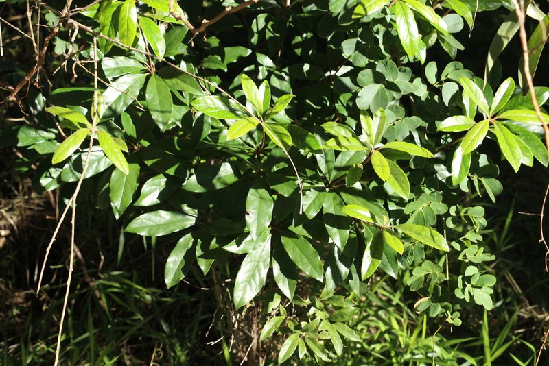 Pittosporum revolutum, photographed by Greg Tasney