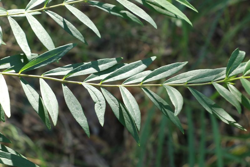 Wikstroemia indica, photographed by Greg Tasney
