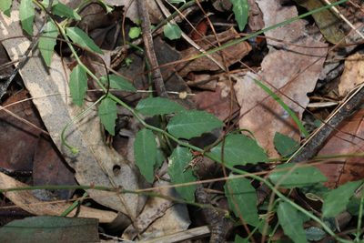 Lobelia purpurascens, photographed by Greg Tasney