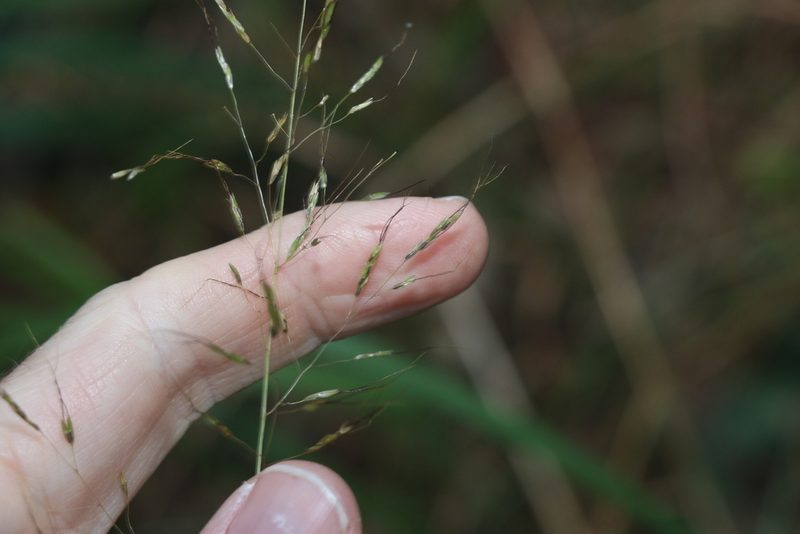 Capillipedium spicigerum, photographed by Greg Tasney