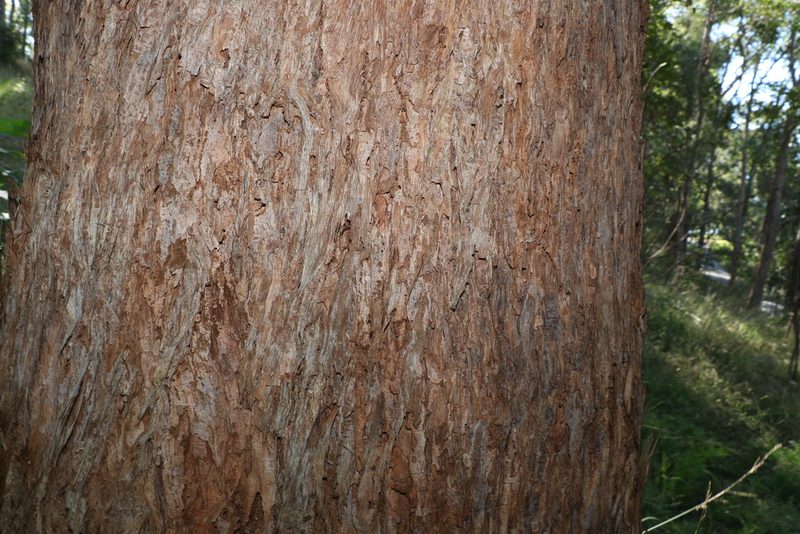 Eucalyptus microcorys, photographed by Greg Tasney
