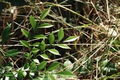 Murraya paniculata, photographed by Greg Tasney