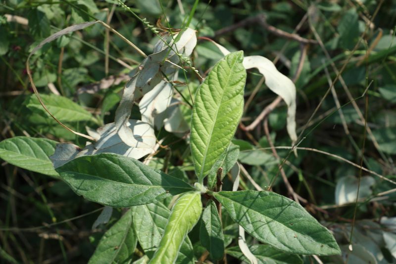 Psychotria loniceroides, photographed by Greg Tasney