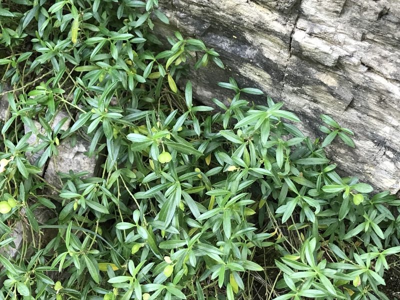 Polygaloides chamaebuxus, photographed by Chiara Catalano