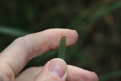 Lomandra longifolia, photographed by Greg Tasney