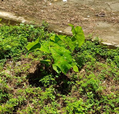 Caladium bicolor, photographed by Vis M