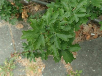 Acer campestre, photographed by Alexis Tinker-Tsavalas