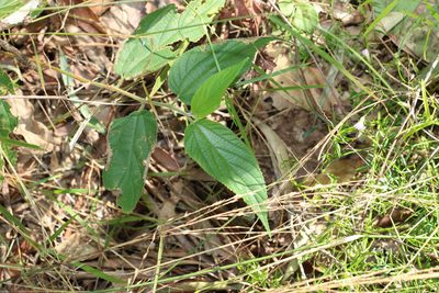 Trema tomentosum, photographed by Greg Tasney
